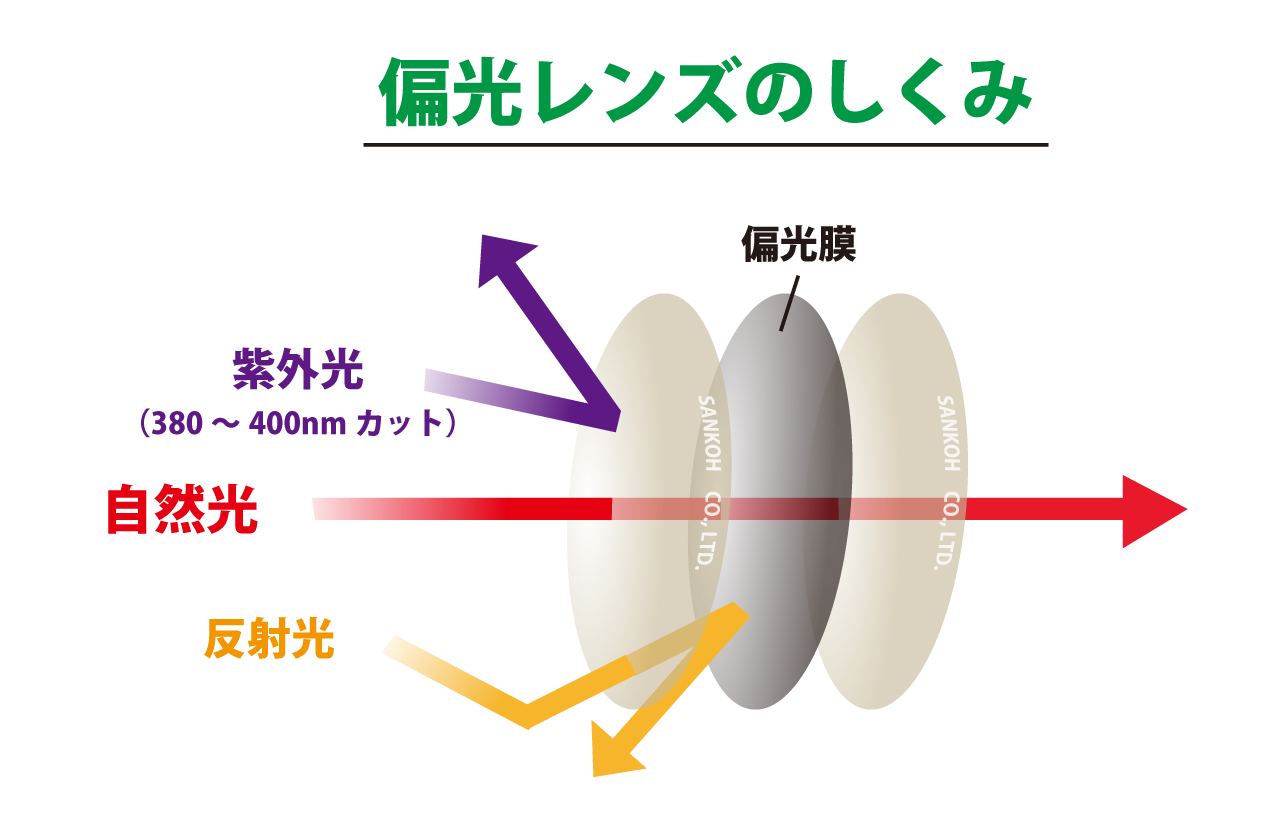 偏光レンズの機能と特徴